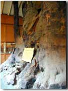 Sycamore Stump